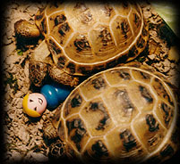 The tortoises find the Ooah Lady.