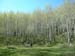 burropass_meadow