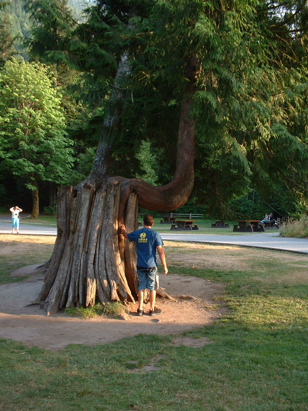 20gnarlytree
