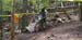 whitetaildh