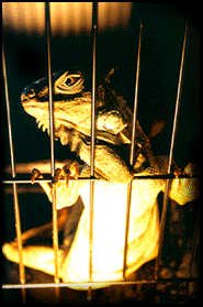 Zeus in
        cage
