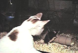 [praline and black the mouse, recently deceased.  i guess if my owner brought home two hyper specimens of my natural predator, i'd die too.]