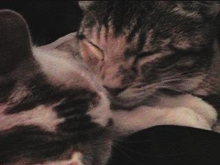 [praline (left) and tyedye]