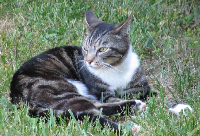 A different lost cat