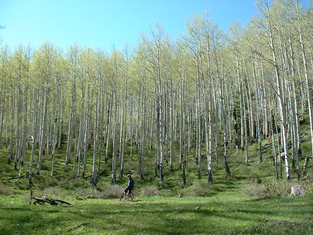 burropass_meadow