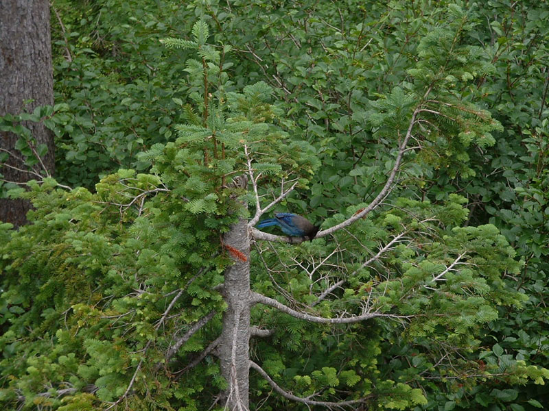 34stellersjay
