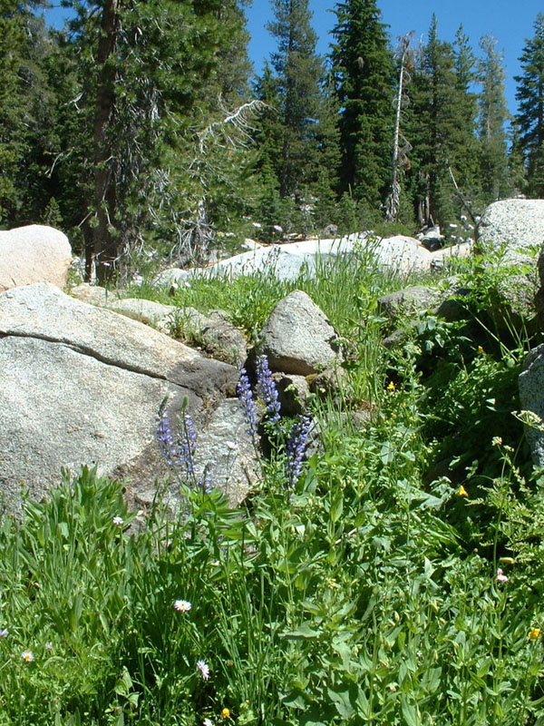 58holeintheground_truckee